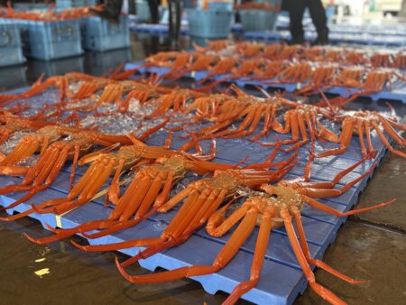 新湊漁港 昼セリ見学・新湊時間満喫プラン