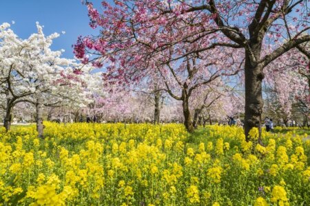 【特別手配／1日６名様限定】 学芸員と巡る 北陸最大級！富山県中央植物園満喫プラン